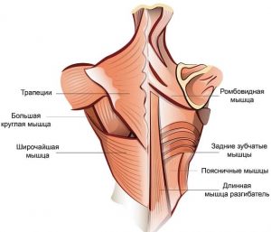 безопасная тренировка мышц спины